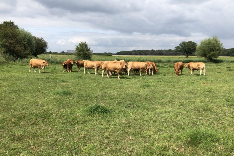 Gras wächst den Kühen ins Maul