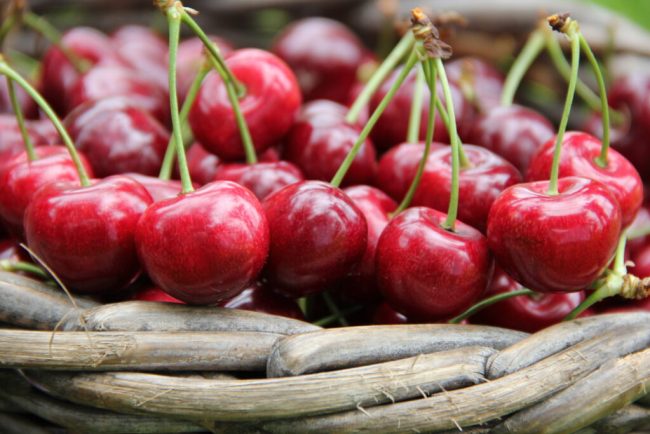 Kirschbauern erwarten überdurchschnittliche Ernte
