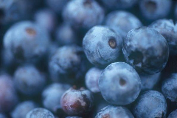 Regionale Blaubeeren sind als Superfood ein Muss