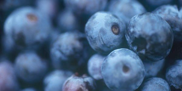 Regionale Blaubeeren sind als Superfood ein Muss