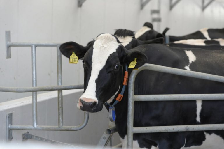 Deutschland hat größten Rückgang der Milchmenge