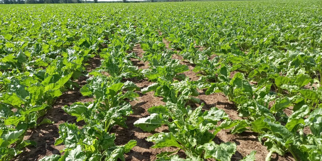 Zuckerrübe bleibt Niedersachsens wichtige Ackerkultur