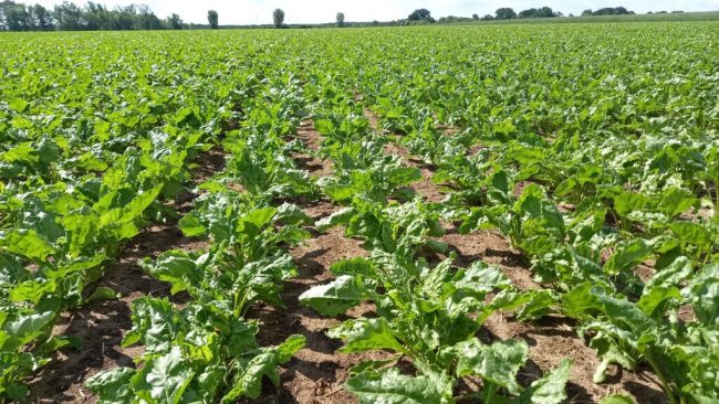 Zuckerrübe bleibt Niedersachsens wichtige Ackerkultur