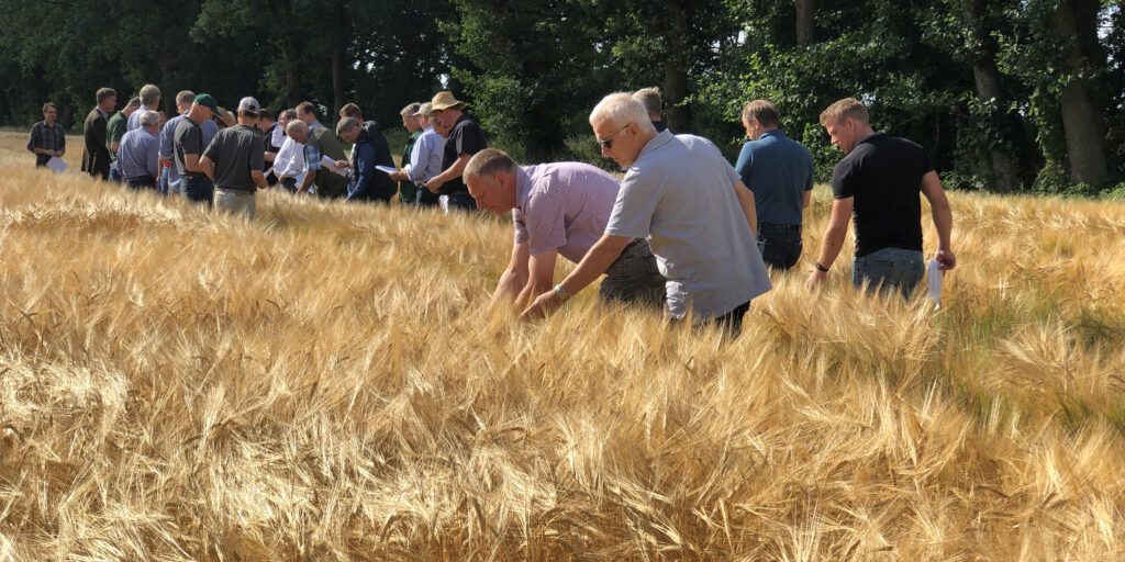 Gerste fürs Bier wird nur von Profis angebaut