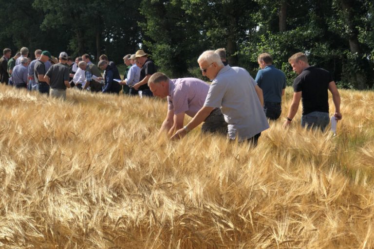 Gerste fürs Bier wird nur von Profis angebaut