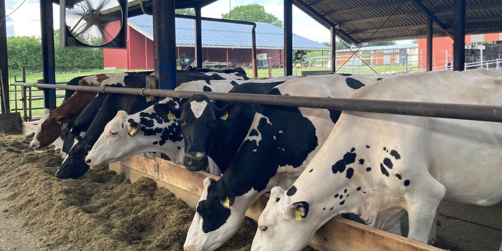 Landwirte sorgen bei ihren Tieren für Abkühlung