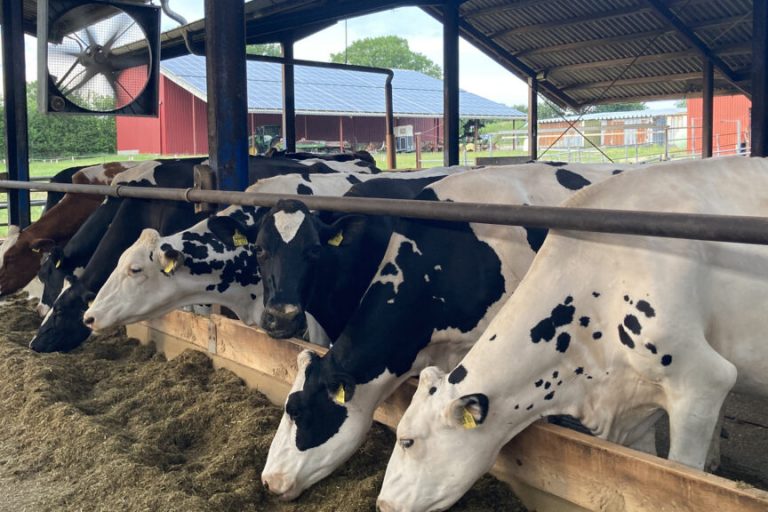 Landwirte sorgen bei ihren Tieren für Abkühlung