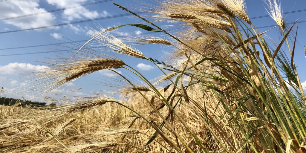 Niedersachsens gute Böden stützen trockenes Jahr