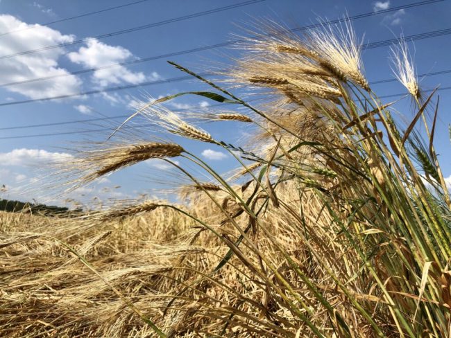 Niedersachsens gute Böden stützen trockenes Jahr
