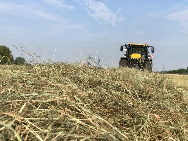 Es ist vielerorts zu trocken, Futtermittel werden knapp