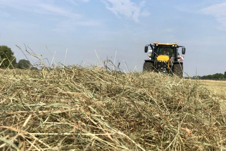 Es ist vielerorts zu trocken, Futtermittel werden knapp