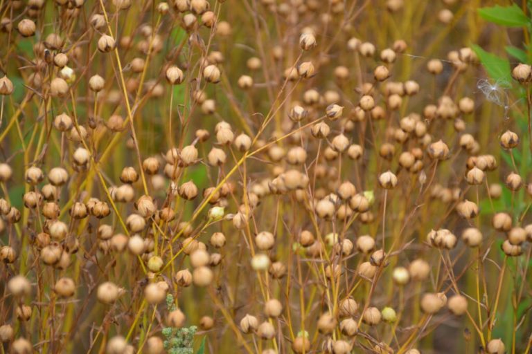 Mit Lein, Knoblauch, Senf und Co die Nische finden