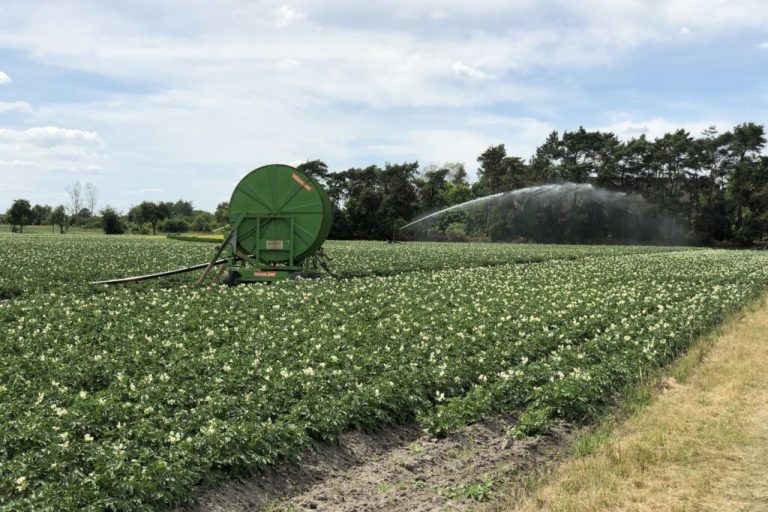 Kartoffeln: Bauern erwarten gute Qualitäten