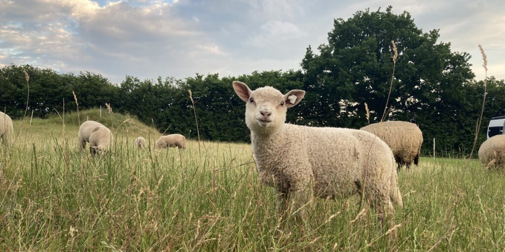 Weidetierhalter berichten über ihre Existenzsorgen
