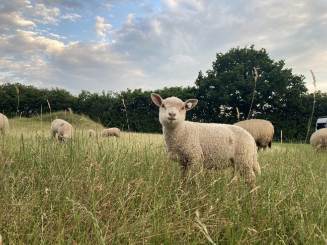 Weidetierhalter berichten über ihre Existenzsorgen