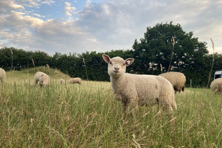 Weidetierhalter berichten über ihre Existenzsorgen