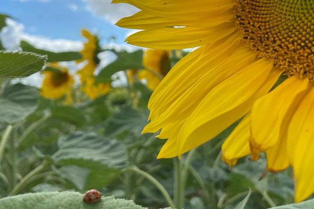 Mehr Landwirte setzen auf Sonnenblumen