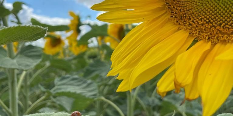 Mehr Landwirte setzen auf Sonnenblumen