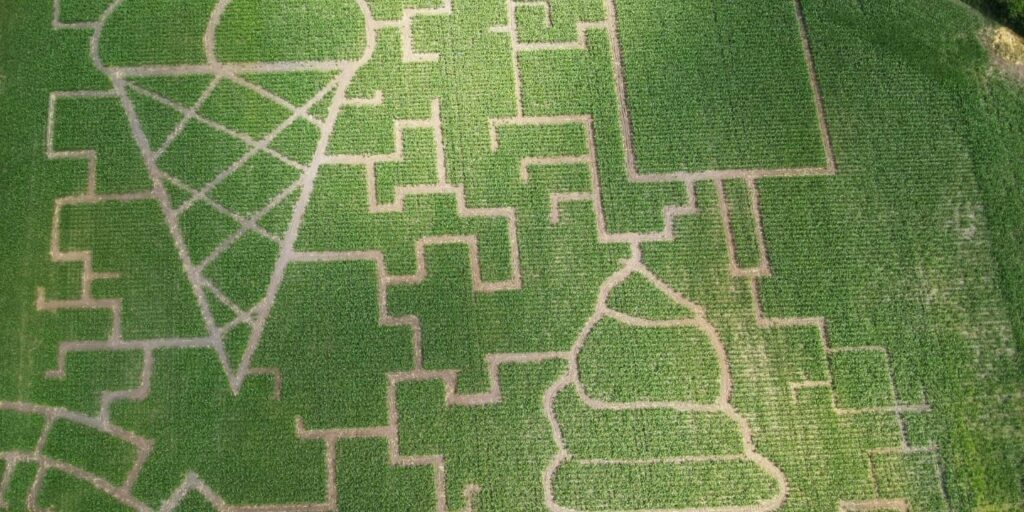 Maislabyrinthe sind Ausflugsziele für die ganze Familie