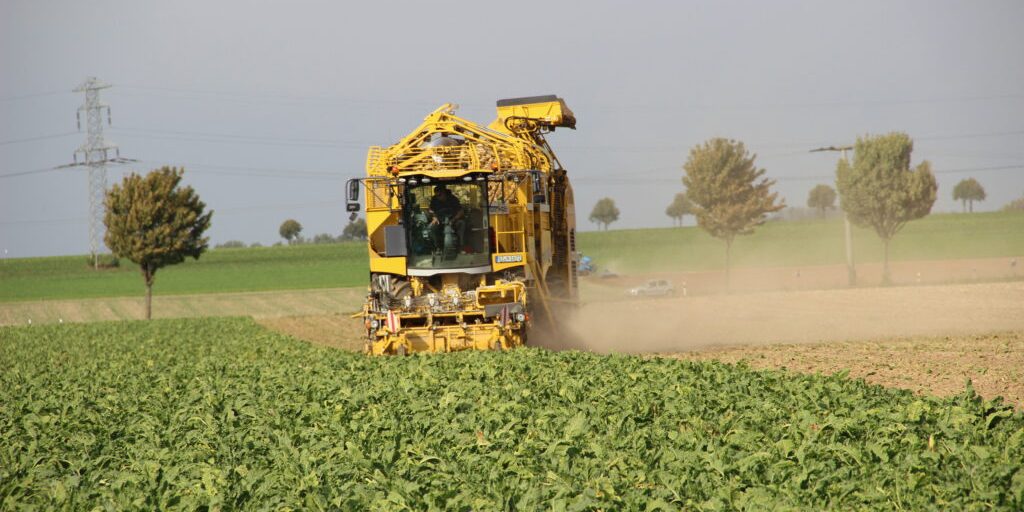 Bauern rechnen mit geringerer Zuckerrübenernte