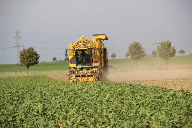 Bauern rechnen mit geringerer Zuckerrübenernte