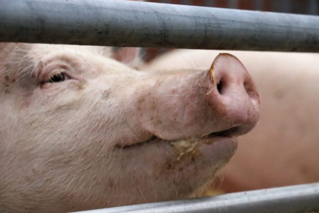 Schweinehalter leiden unter Handelsrestriktionen
