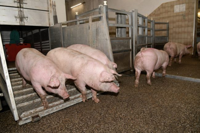 Landvolk mahnt: Die Schweine müssen aus dem Stall