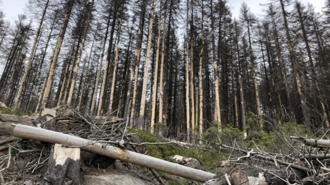 Das Thema Totholz treibt die Waldbesitzer um