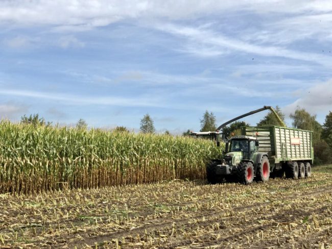 Maisernte startet in Niedersachsen zwei Wochen früher