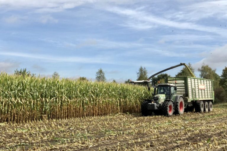 Maisernte startet in Niedersachsen zwei Wochen früher