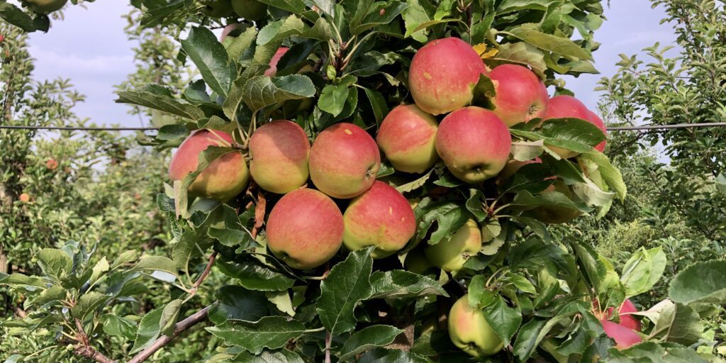 Obstbauern sorgen sich um Existenz trotz guter Ernte