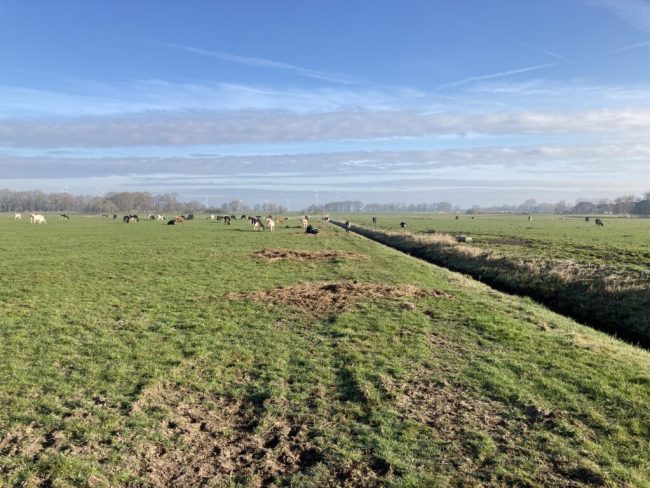 Moorschutz: Weitreichende Folgen für ländlichen Raum