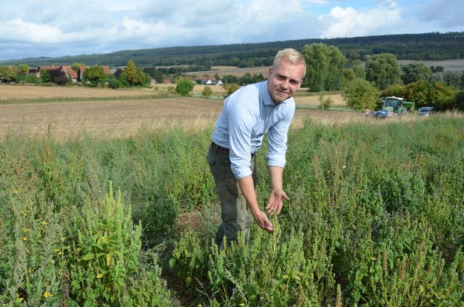 Auch Chia und Hanf leiden unter der Trockenheit