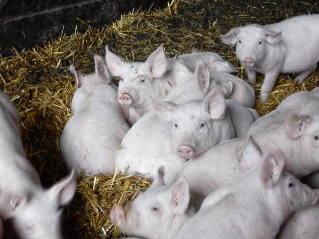 Schweinepreise steigen endlich, Kosten aber extrem auch