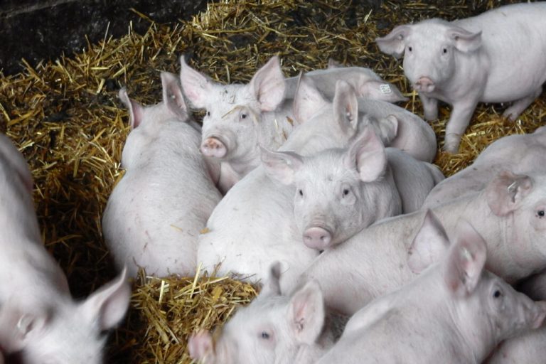Schweinepreise steigen endlich, Kosten aber extrem auch