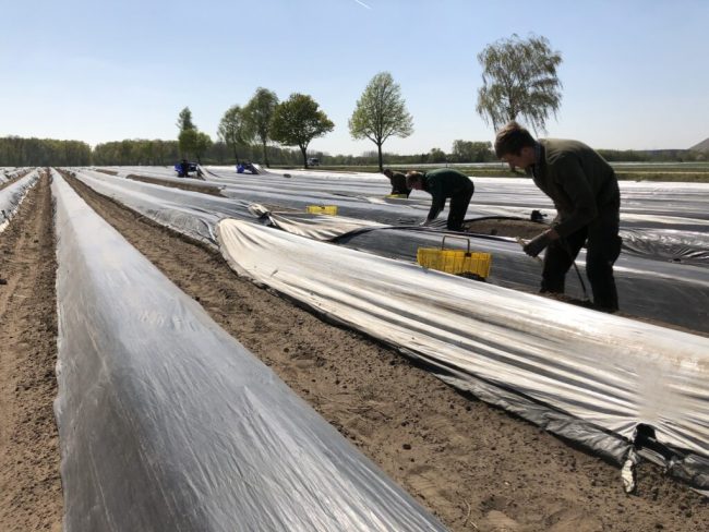 Mindestlohn von 12 Euro auch in der Landwirtschaft