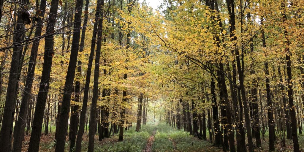 Wald geht uns alle an und verbindet Generationen