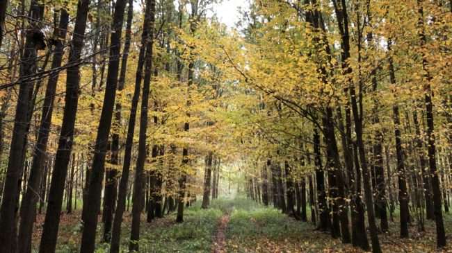 Wald geht uns alle an und verbindet Generationen