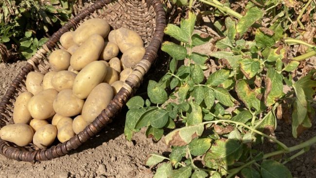 Speisekartoffeln sind günstiges Grundnahrungsmittel