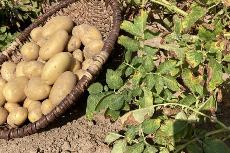 Speisekartoffeln sind günstiges Grundnahrungsmittel