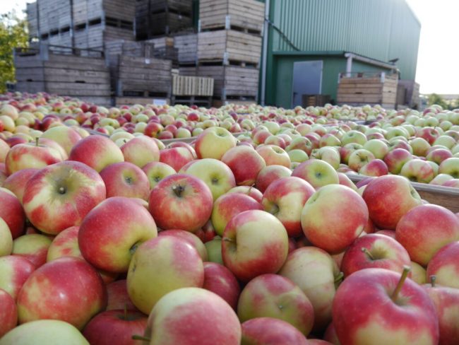 Einige Äpfel bleiben im Alten Land wohl am Baum