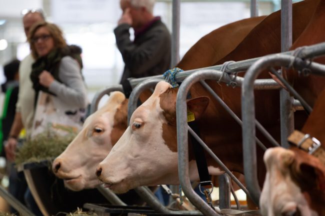 EuroTier 2022: 1700 Aussteller, Ukraine und Energie