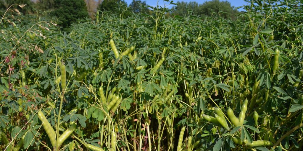 Niedersachsens Anbau von Leguminosen steigt stetig