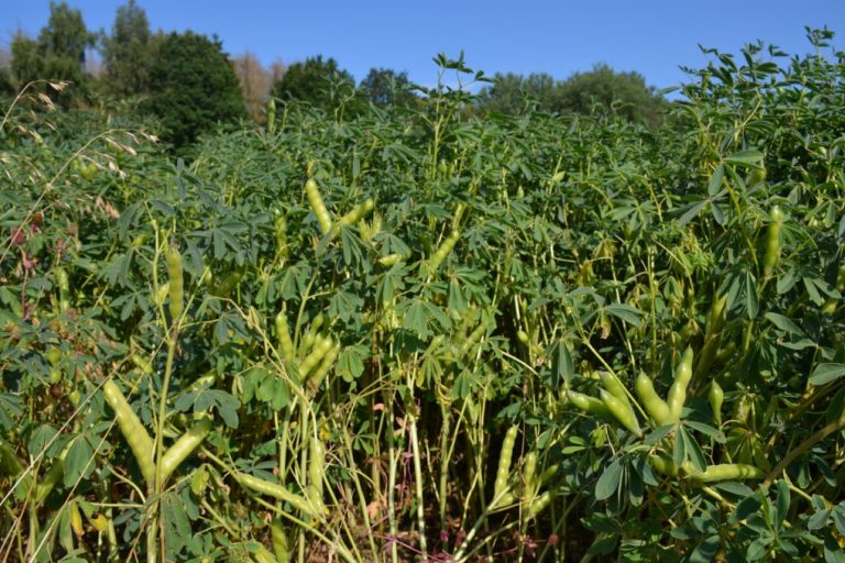 Niedersachsens Anbau von Leguminosen steigt stetig