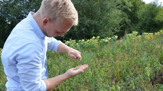 Ernte des Chia gleicht einem Überraschungsei