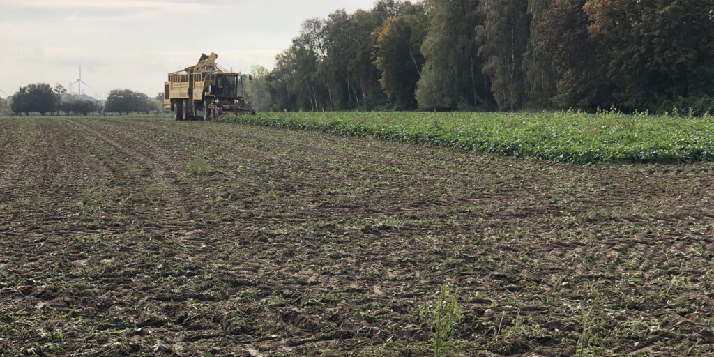 Zuckerrüben haben beim Ertrag noch zugelegt