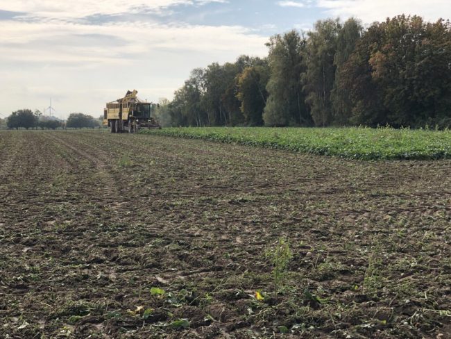 Zuckerrüben haben beim Ertrag noch zugelegt