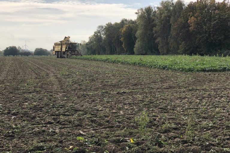 Zuckerrüben haben beim Ertrag noch zugelegt