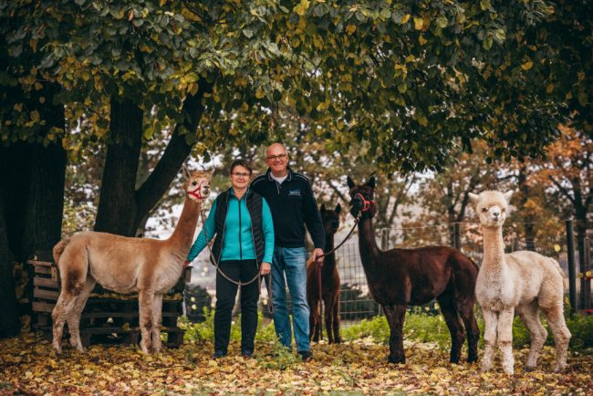 Alpakas: Wandern, Wolle, Wolf und Wirtschaftszweig