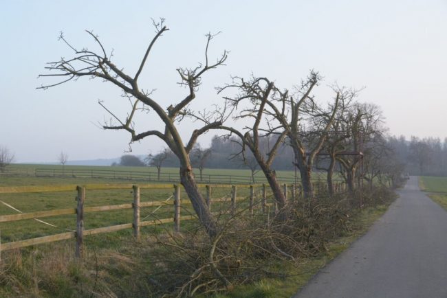 Gehölzschnitt muss fachgerecht sein